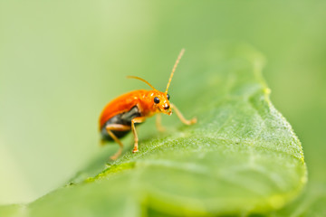 little bug