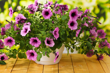 Purple petunia in flowerpot on wooden table on nature
