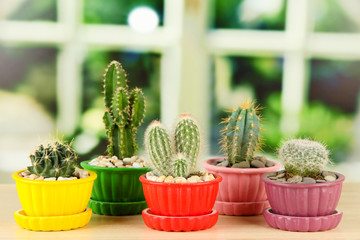 Cactuses in flowerpots, on wooden windowsill