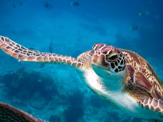 Foto op Canvas zeeschildpad © tansol
