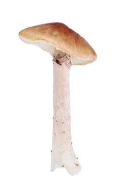 brown grisette mushroom on white