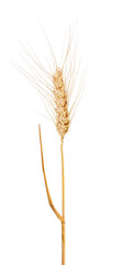 isolated ear of dry wheat with awns