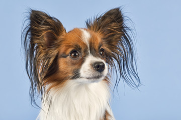 Hunde-Papillon-9966