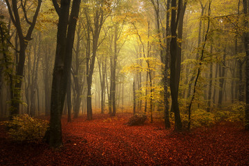 Fairytale foggy forest for child and fantasy books