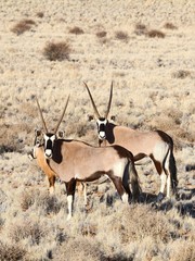 oryx antelope