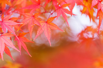 Red maple tree