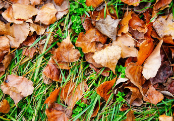 leaves