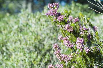 Heather Ling (Calluna vulgaris)