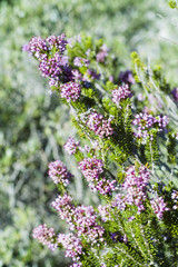 Obraz premium Heather Ling (Calluna vulgaris)