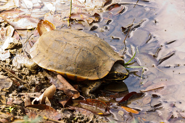 Turtle in a small pond
