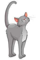 grauer Kater streckt sich