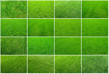 Green grass