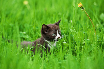 Little kitten in the grass