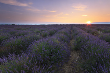 Naklejka na ściany i meble Sunrise over lavender field - Valensole