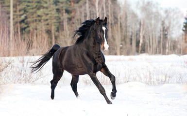 Black stallion running in winter