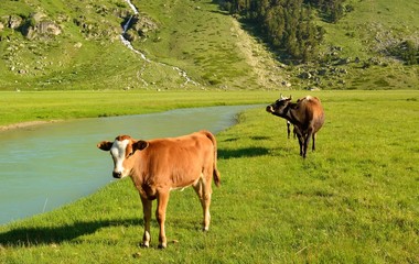 Fototapeta na wymiar Cows in Caucasus