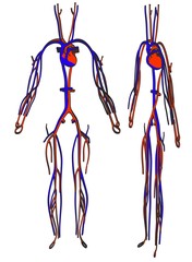 Obraz na płótnie Canvas cartoon image of circulatory system
