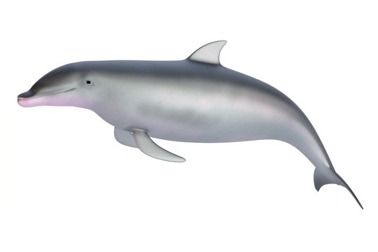 realistic 3d render of dolphin