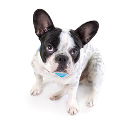 Adorable French bulldog over white background