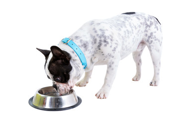 French bulldog drinking water from the bowl over white