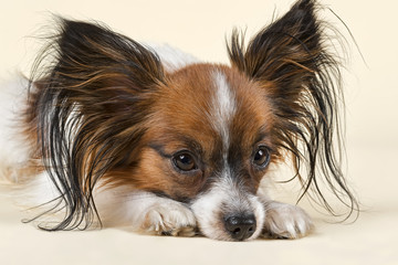 Hunde-Papillon-10423