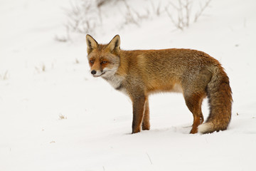 Red Fox in wintertime