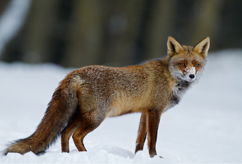 Naklejka na ściany i meble Red Fox w okresie zimowym