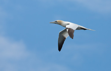 Gannet in Flight