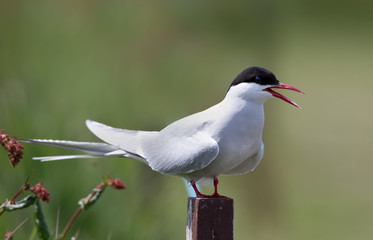 Common Tern, artic tern