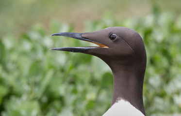 Common guillemot Uria aalge