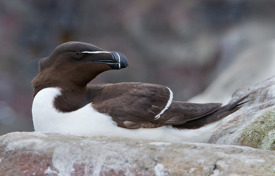 Razorbill (Alca torda) Razor-Bill
