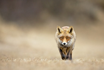 Red fox with a soft focus