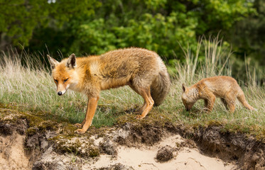 Red fox mother ad her cub