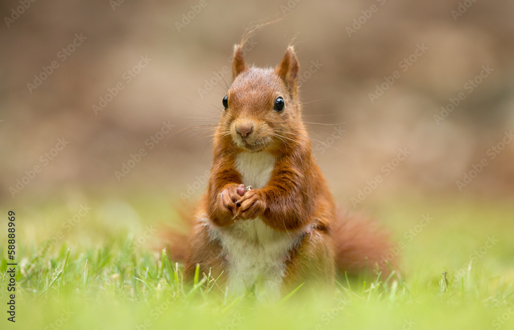 Canvas Prints red squirrel