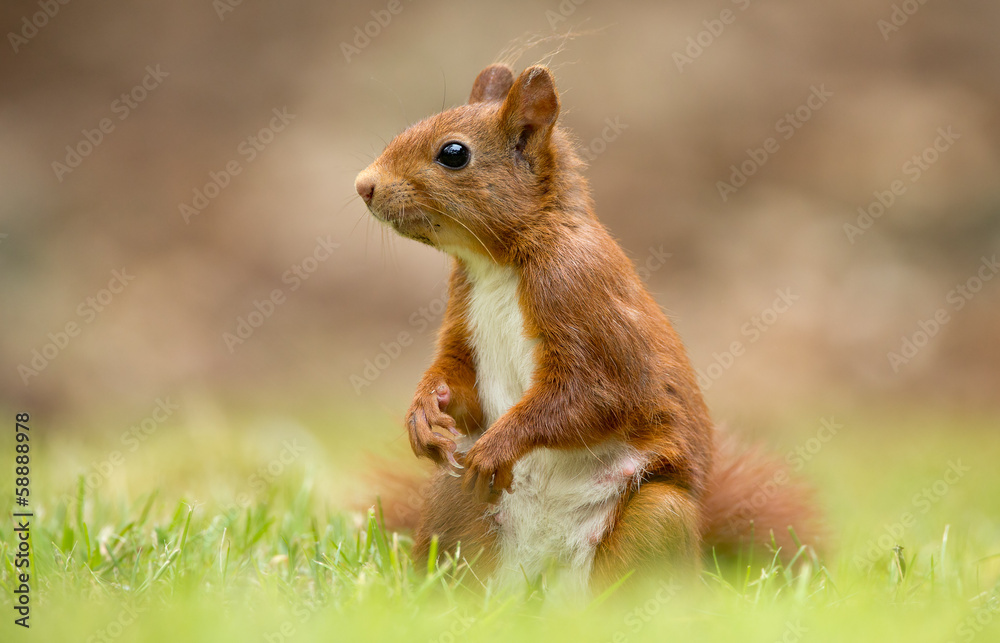 Canvas Prints red squirrel