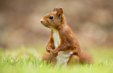 Red Squirrel