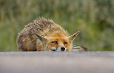 Red fox