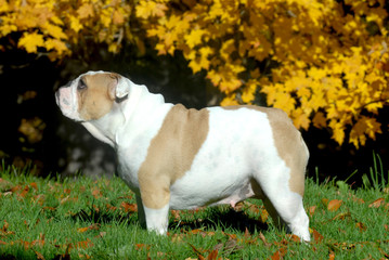 english bulldog