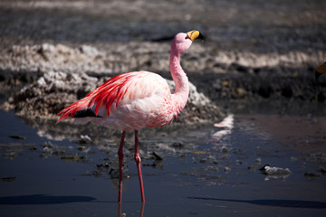 Bolivia - Flamingo