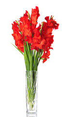 Red gladiolus in transparent vase