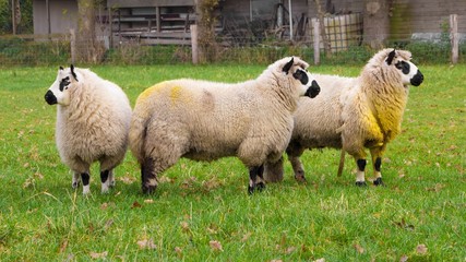 Naklejka premium Kerry sheep