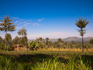 African landscape with a group of trees
