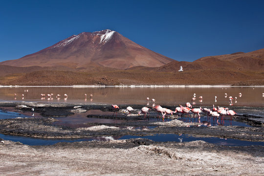 Bolivia - flamingos on laguna Hedionda