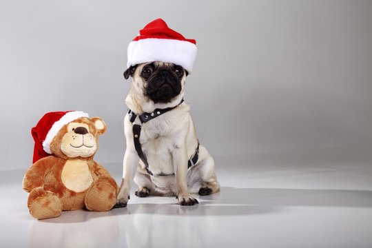 Mopps Hund mit Weihnachtsm&uuml;tze und Weihnachtsteddyb&auml;r witzig