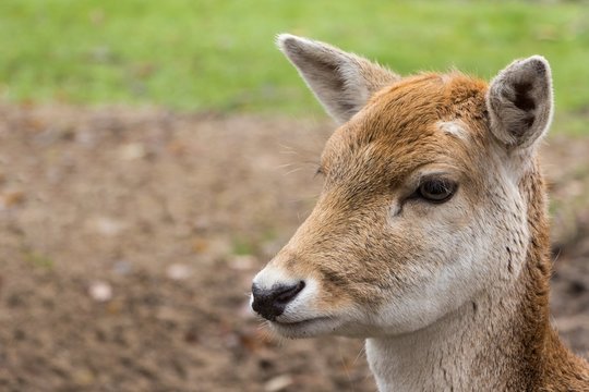 Close-up of the head of an European deer