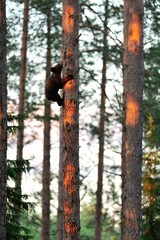 Brown bear cub on tree