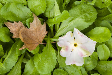 Camela flower and dead leaf