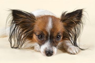 Hunde-Papillon-10440