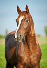 Obraz premium Portrait of beautiful red horse in summer