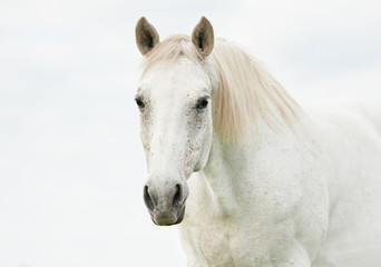 Portret van mooi wit paard